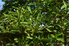 Morinda tinctoria